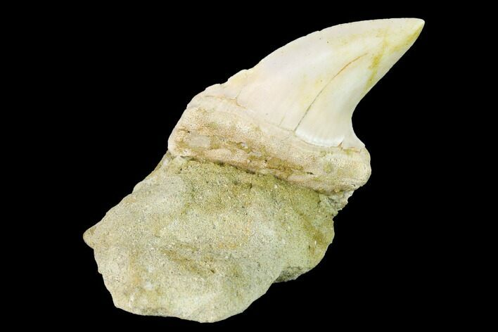 Fossil Mako Shark Tooth On Sandstone - Bakersfield, CA #144424